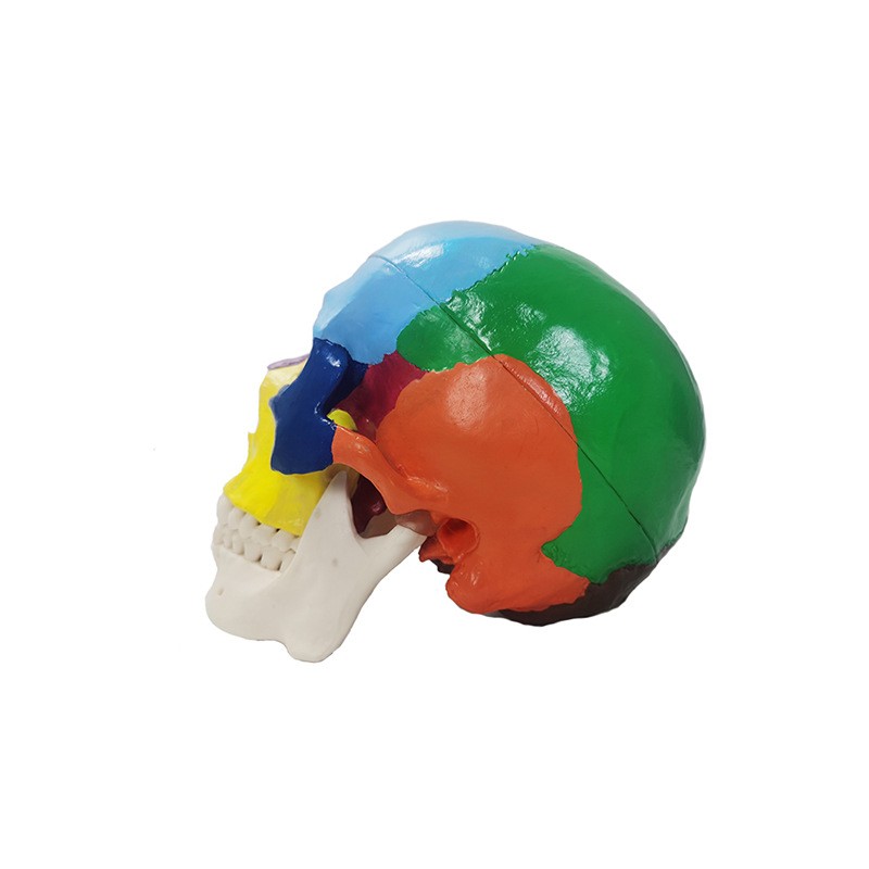 Modèle de crâne de couleur asiatique