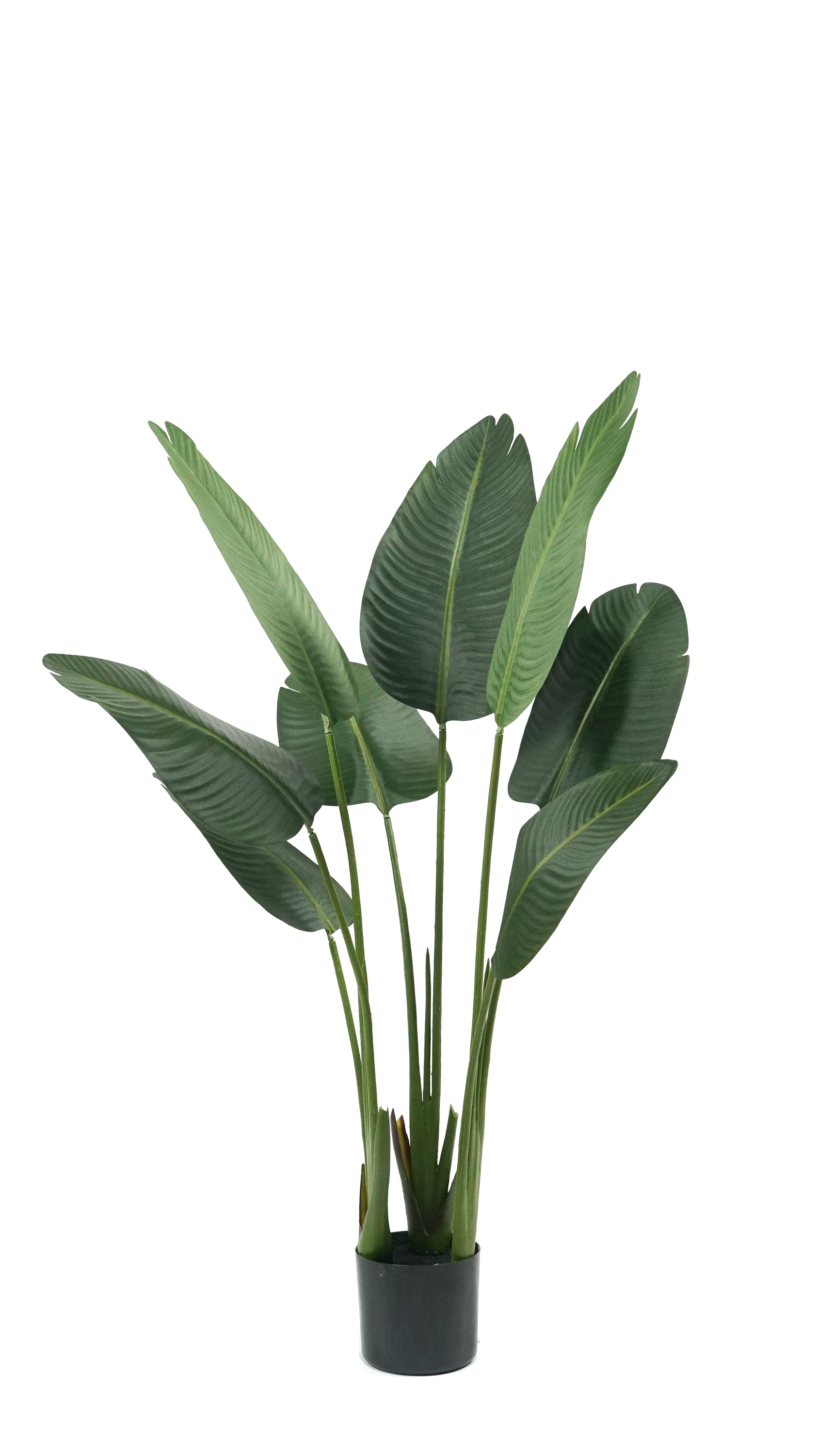 Banane voyageuse 120 cm