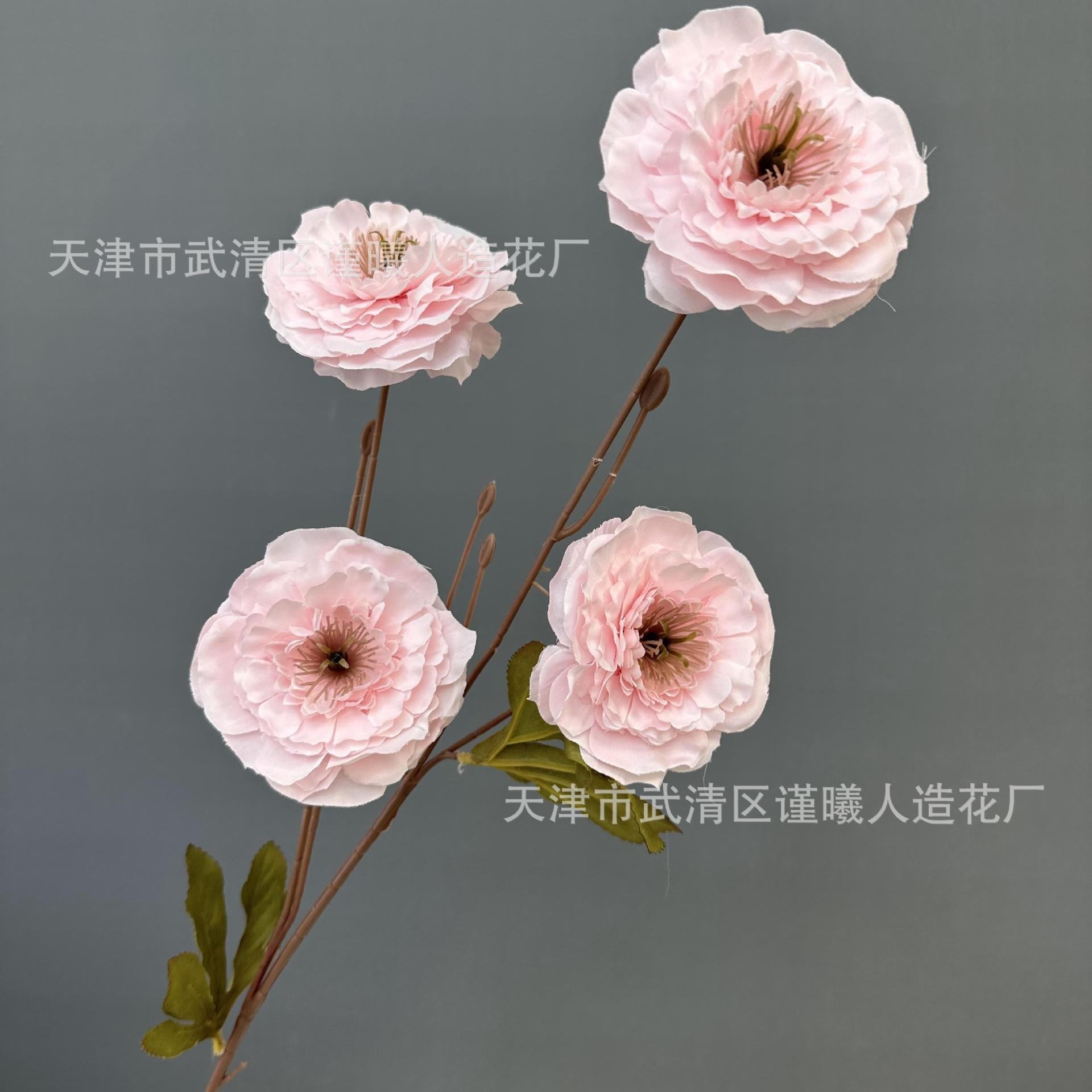 Pivoine mille couches