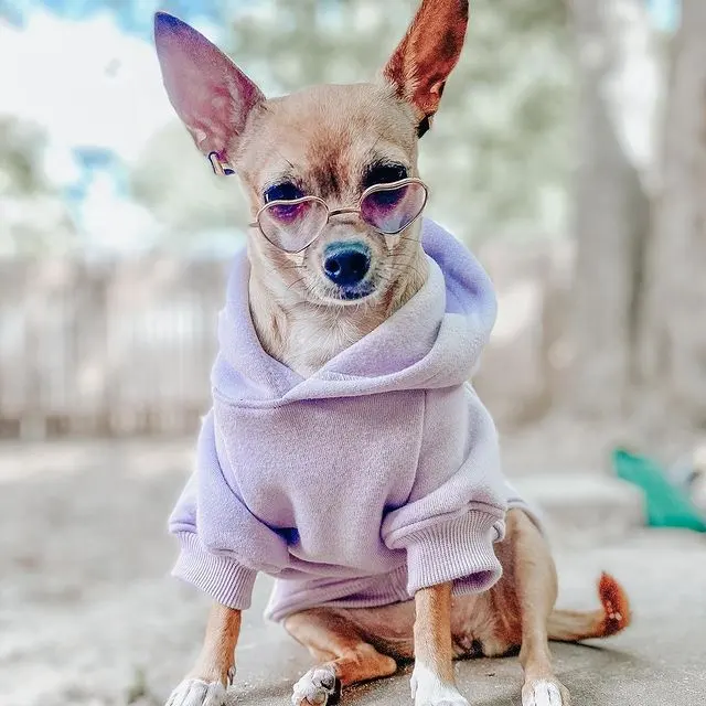 Suéter de algodão para cachorros, moletom para cães personalizado de alta qualidade com capuz, estrela, vestuário para animais de estimação