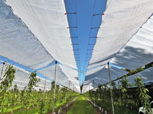PE Cherry <strong>Cover</strong> Fabric, Bird-proof, Dust-proof and Hail-proof, Fruit Protection <strong>Net</strong>, Cherry <strong>Tree</strong> Covering <strong>Net</strong> - Product Image 4