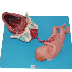 แบบจำลองกระบวนการเกิดทางกายวิภาควิทยาศาสตร์การแพทย์ plevis และแบบจำลองทารกในครรภ์ระยะเต็มรูปแบบสำหรับรูปแบบการสอนของจักรวาล