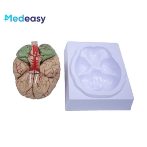 脑模型，脑解剖模型，脑干模型，脑结构模型神经学 - Product Image 3