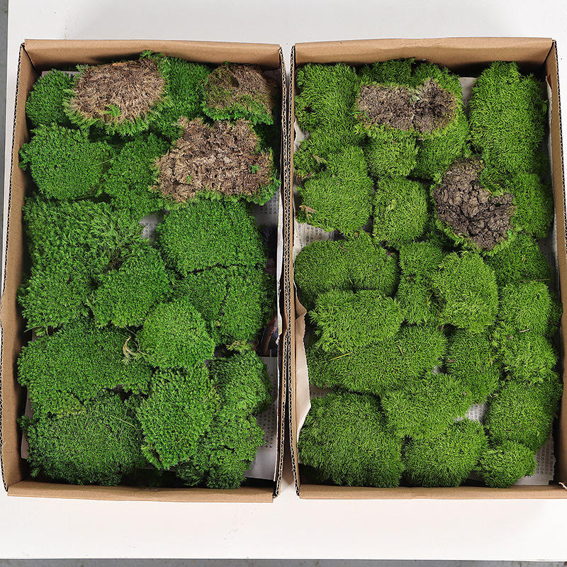 B grade white hair moss