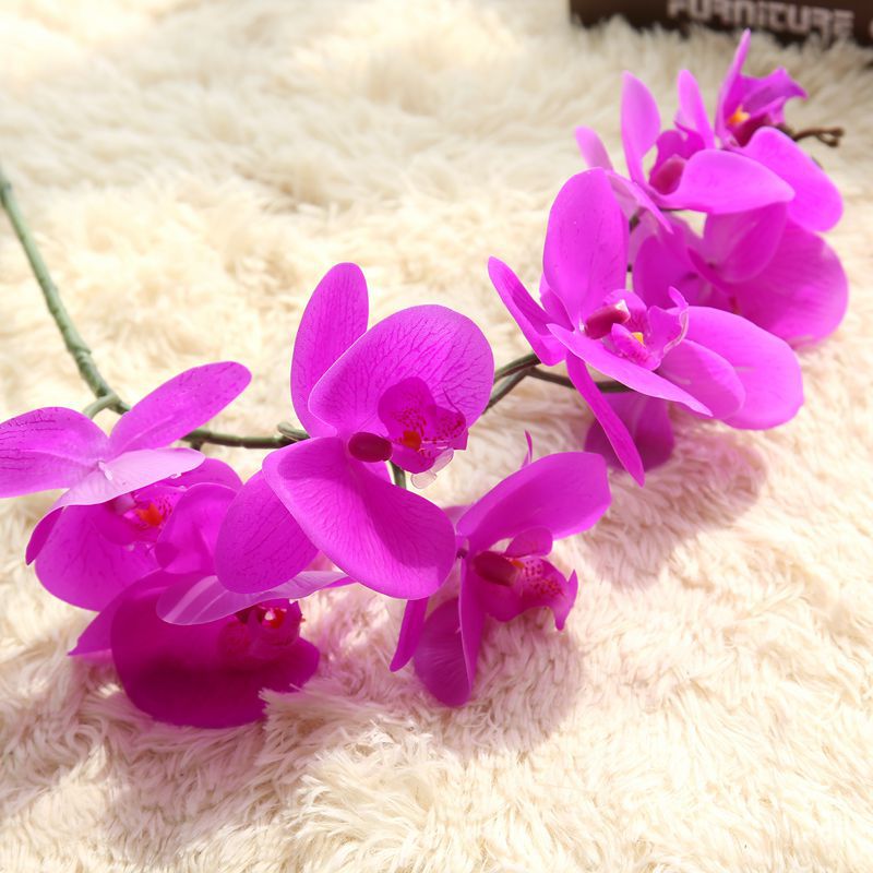 Pourpre
