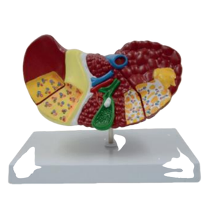 ADA-A754B PVC tıbbi anatomi eğitim modeli 2-bölüm karaciğer hastalığı teorisi modeli öğretim için - Product Image 1