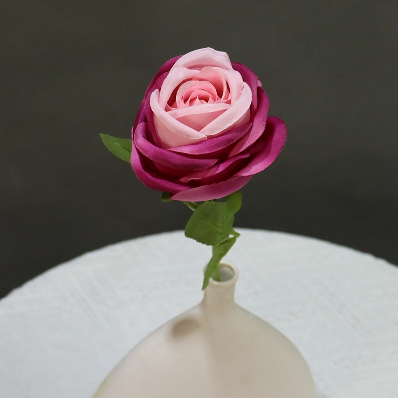 Rosa viola 1