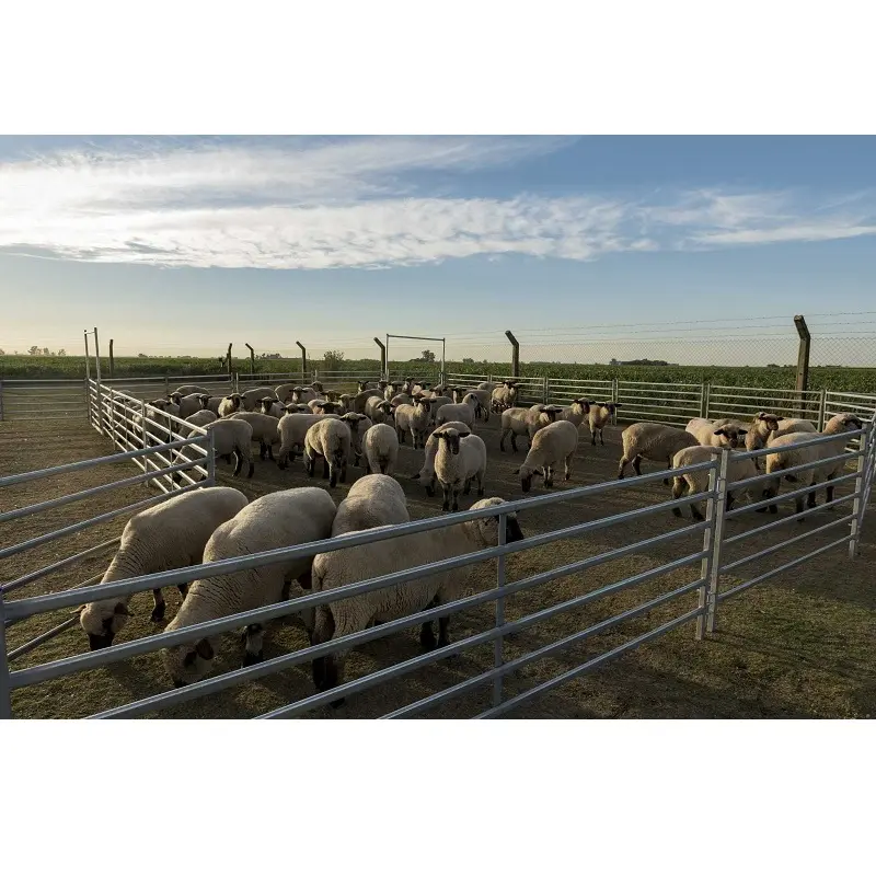 A buon mercato Pre caldo zincato 5 binari bovini recinto 12 piedi saldato bestiame pecore e capre pannelli di recinzione in metallo portatile per l'azienda agricola