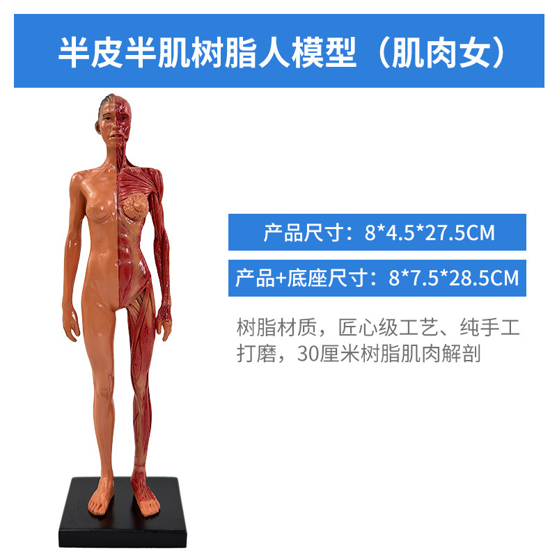 Figura musculosa de resina de 30 cm - Color muscular - Femenina
