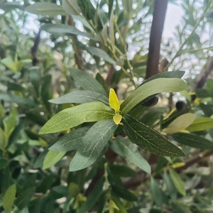 Özelleştirilmiş boyutu ve şekli doğal görünüyor kurulumu kolay büyük sahte bitkiler yeşil ağaç yapay zeytin ağacı kapalı ev otel için - Product Image 3