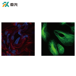 Microscópio Confocal do laser da elevada precisão FENGXIAN FXLC-320 4K para o uso do laboratório