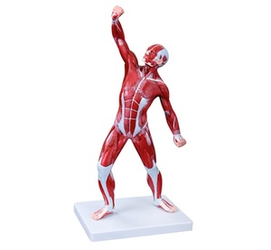 DARHMMY Medical Science Male <strong>Human</strong> Muscle Anatomical Model 50CM With <strong>1</strong> Part for Teaching - Product Image 1