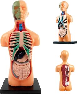 <strong>Human</strong> Body Model for Kids 3D Removable Anatomy Model Plastic Educational for Student <strong>Human</strong> Body Model for Kids Anatomy - Product Image 3