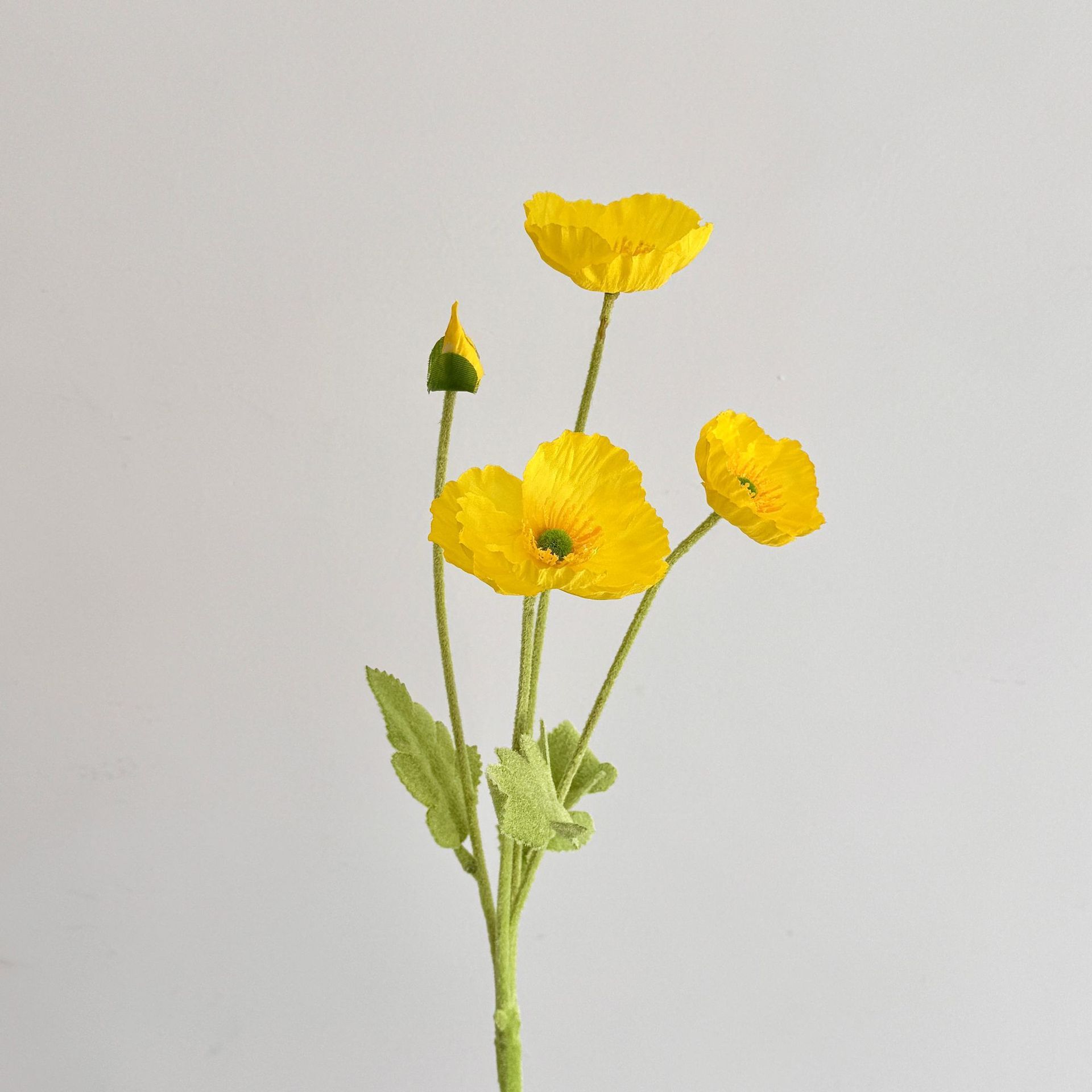 Giallo