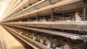H-Typ verzinkter Drahtgitter-Hühner käfig für Legehennen Automatische Umwelt kontrolle für landwirtschaft liche Betriebe - Product Image 6