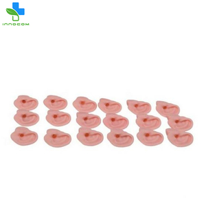Iyi işlenmiş gerçekçi tıbbi eğitim simülatörü eğitim için kulak muayene için insan anatomik modeli büyütülmüş - Product Image 3