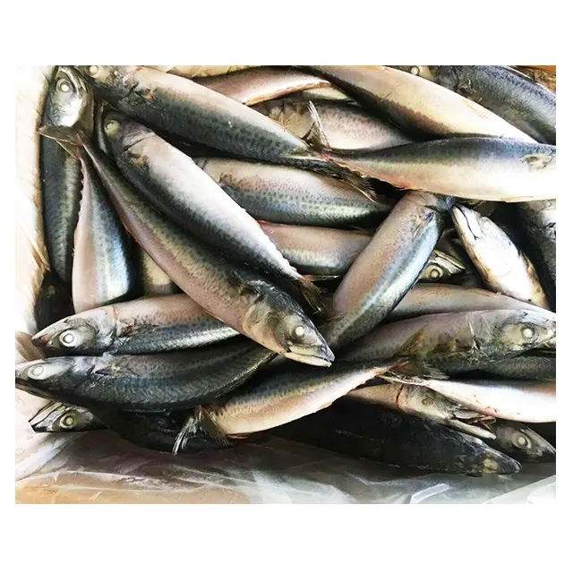 Pescado de caballa Saba congelado de nueva temporada para la venta en el mercado de Vietnam Mariscos congelados Caballa del Pacífico para la venta de comercialización