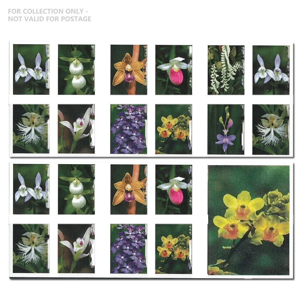 Orchidées sauvages blanches Y14 2020