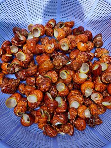 磨かれた天然巻き貝の殻DIY装飾用の大きなカタツムリ海のカタツムリ