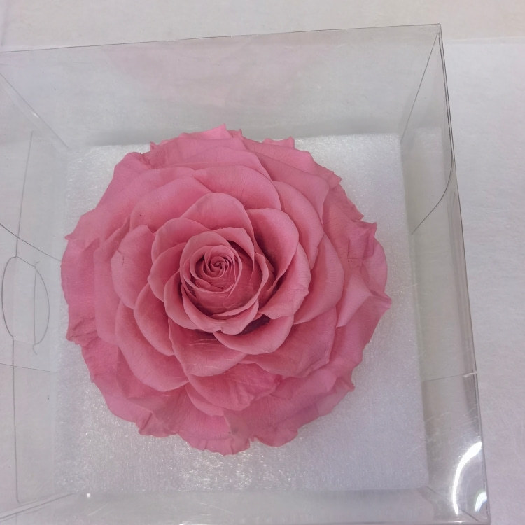Sweet pink