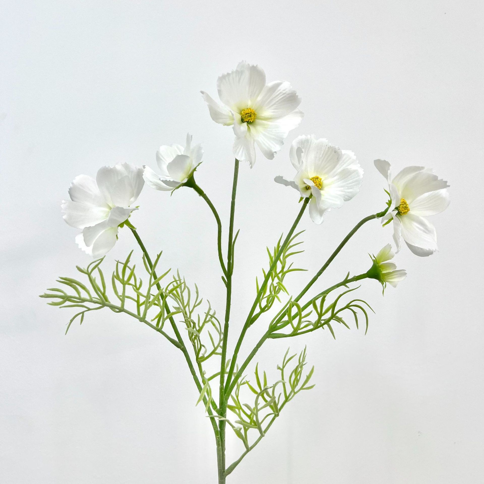 Cosmos blanc