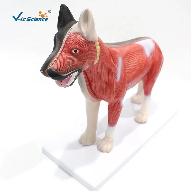 Modelo de anatomia canina (Canis lupus familiaris) modelo anatômico de cachorro