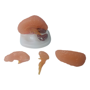 Scienza medica avanzata in PVC staccabile emisfero cerebrale tronco cerebrale cervelletto umano a grandezza naturale anatomia struttura del cervello modello - Product Image 3