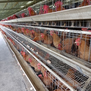 新型畜牧设备以性能为导向的家用和农场鸡用a型钢制电池笼