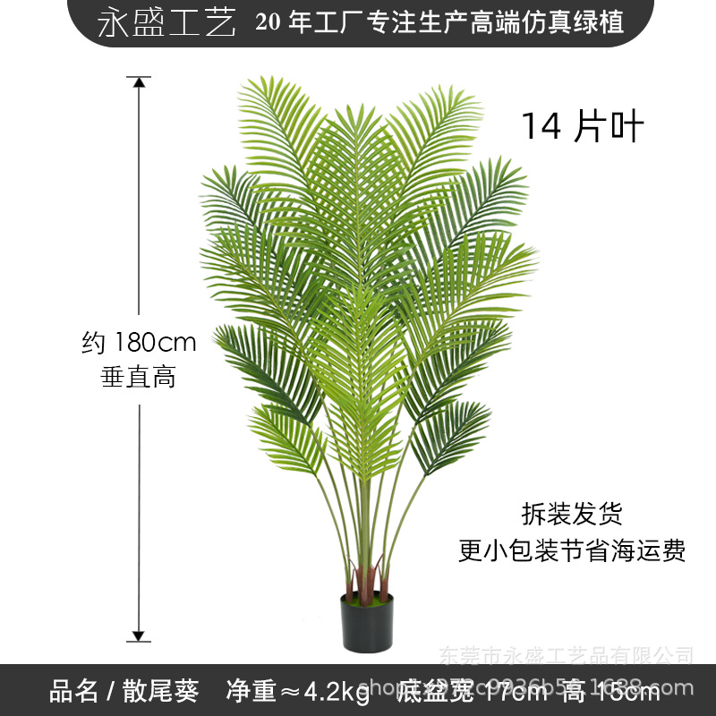 180cm loose anemone-b