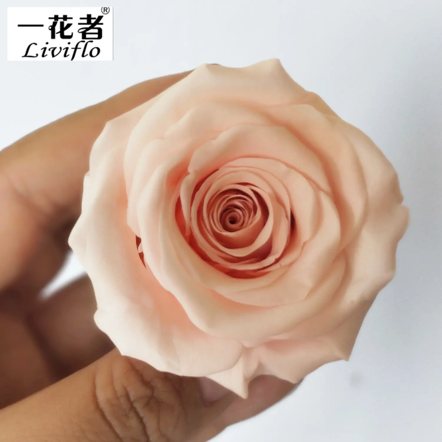 Eterna la cabeza fresca y rosas un grado mejor calidad toque Real flor rosa de larga duración 12 cajas 8 unids/caja múltiples colores