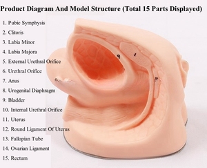 Male Urinary Catheterization Training <strong>Simulator</strong> Nursing Teaching <strong>Model</strong> Bladder for Urethral Catheterization Medical Science - Product Image 2
