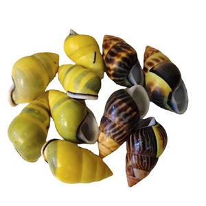 Tank manzara koleksiyonu örneği için sarı salyangoz kabuğunda cilalı doğal % kabuklu deniz hayvanı kabuğu - Product Image 2