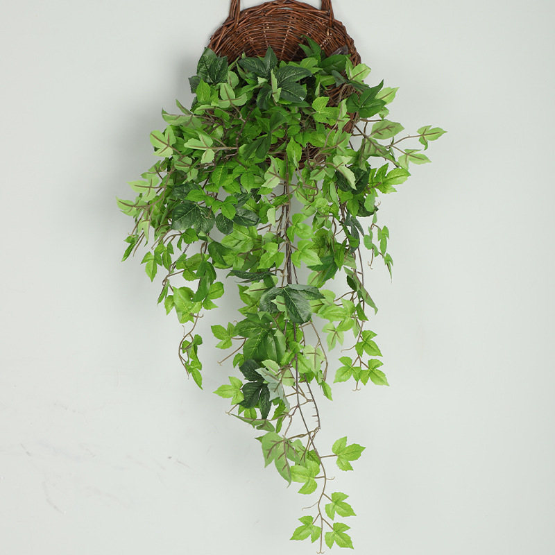 Feuilles d'érable vertes bicolores