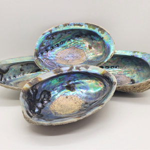 Conchiglia Abalone da 5 pollici in vendita all'ingrosso natura nuova zelanda abalone sea Shell - Product Image 5
