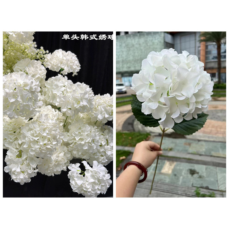 Hortensia coreana blanca de una sola cabeza