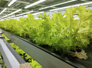 Lyine kích thước tùy chỉnh 2x4 3x3 <span class=keywords><strong>EBB</strong></span> và bảng dòng chảy thủy canh <span class=keywords><strong>EBB</strong></span> và bảng dòng chảy phát triển khay để bán - Product Image 5