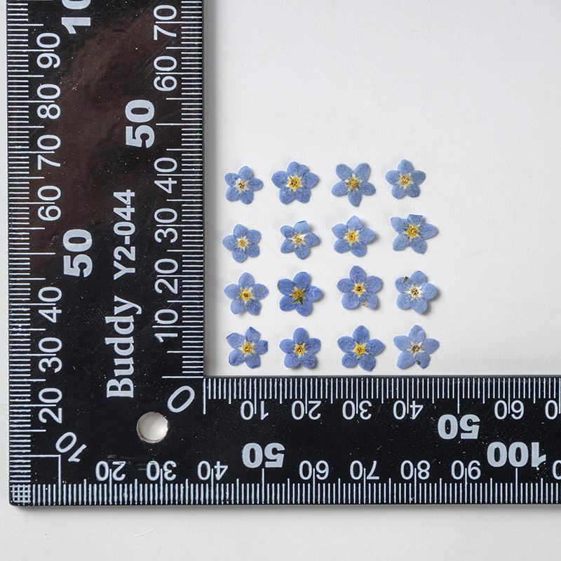 Myosotis Sylvatica Fleur Bleue Noyau Jaune 1 Fleur