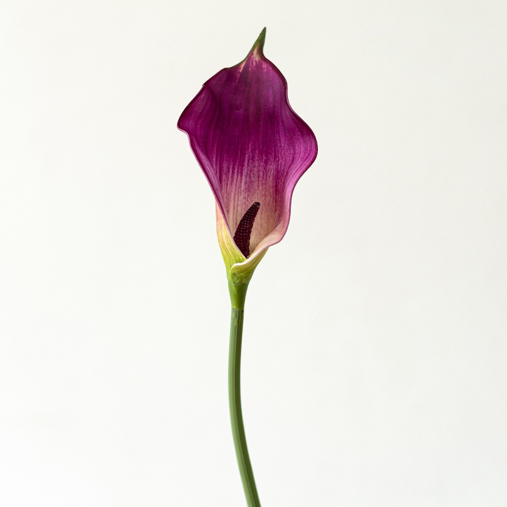 8# violet
