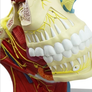 İnsan kranial ve sinir anatomik modeli beyin sinir modeli kranial sinir sistemi anatomisi modeli büyütülmüş burun vasküler kas - Product Image 2