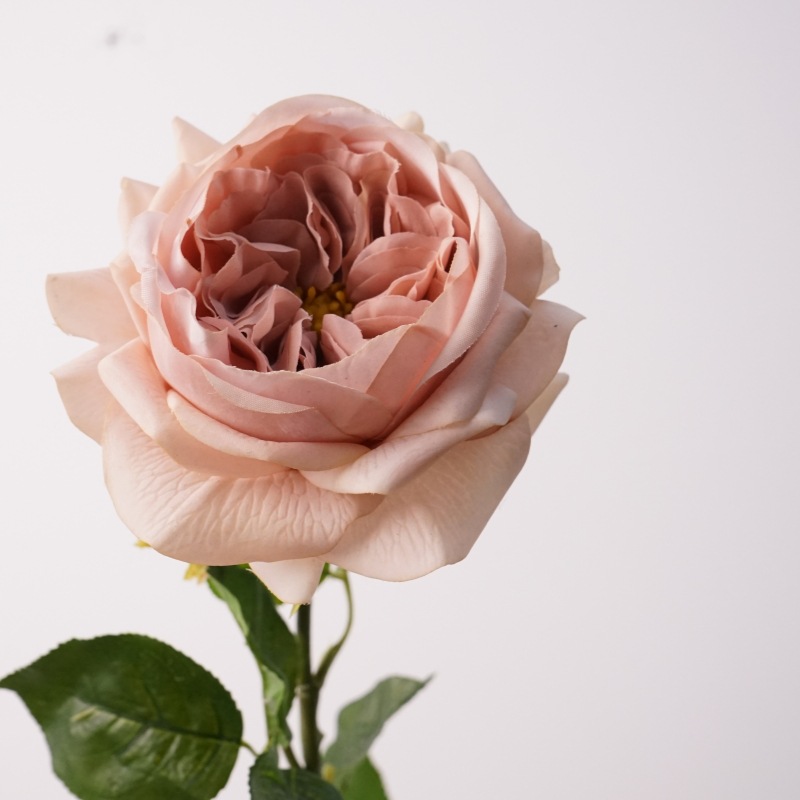 Rose nu d'automne