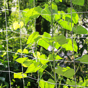 ขายส่งไร่องุ่น Orchad สนับสนุนสุทธิแตงกวาปักหลักสุทธิ/พืชเรียกร้องสุทธิ - Product Image 3