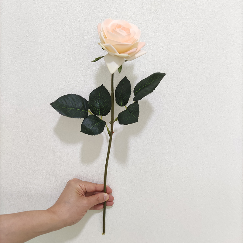 rosa 2