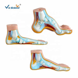 Bilim anatomisi modelleri normal düz ve kemerli ayak anatomisi modeli İnsan vücudu anatomisi 3d model beyin biyoloji için - Product Image 6