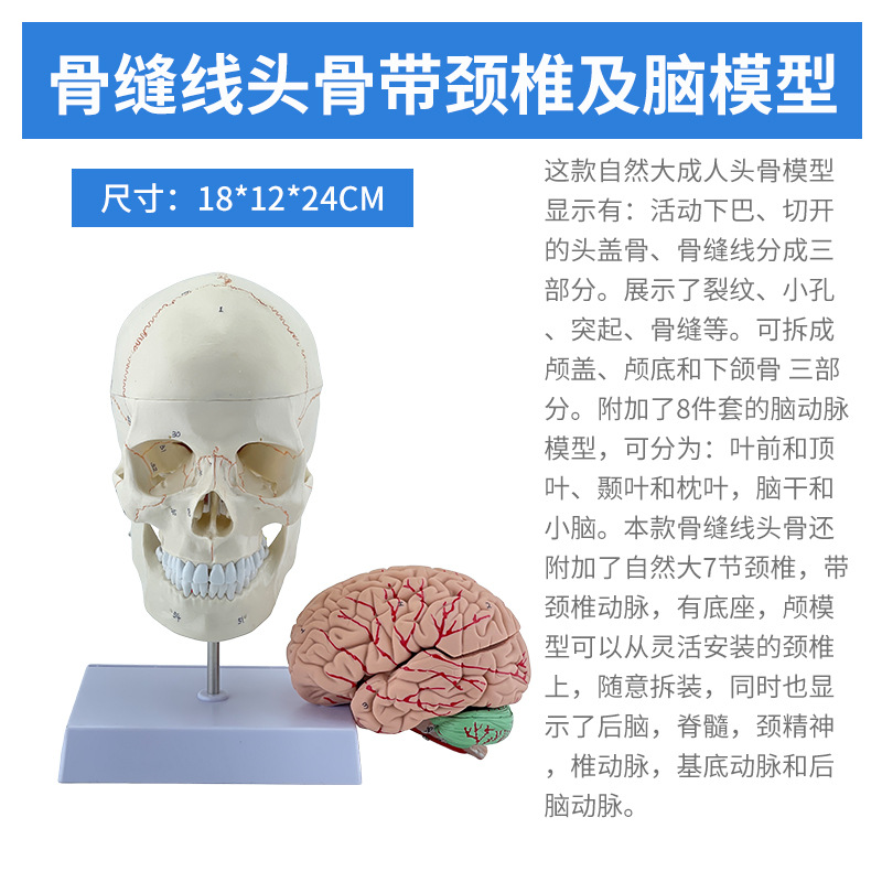 Sutures osseuses, bande crânienne, vertèbres cervicales et cerveau