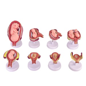 KyrenMed 8PCS Set <strong>Fetus</strong> Development Model Embryonic Fetal Development Model <strong>Human</strong> Pregnancy Embryo Formation Process Model - Product Image 2