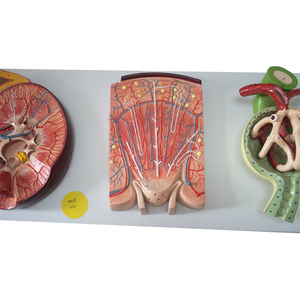 Chất lượng cao vật liệu vật nuôi cầu thận mô hình của thận và nephron cho y tế khoa học giải phẫu giáo dục - Product Image 6