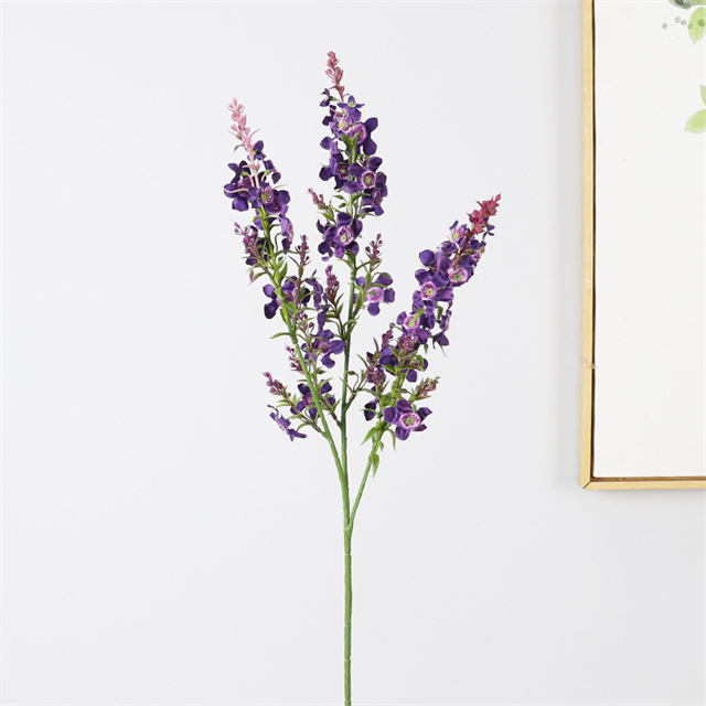 DK Purple