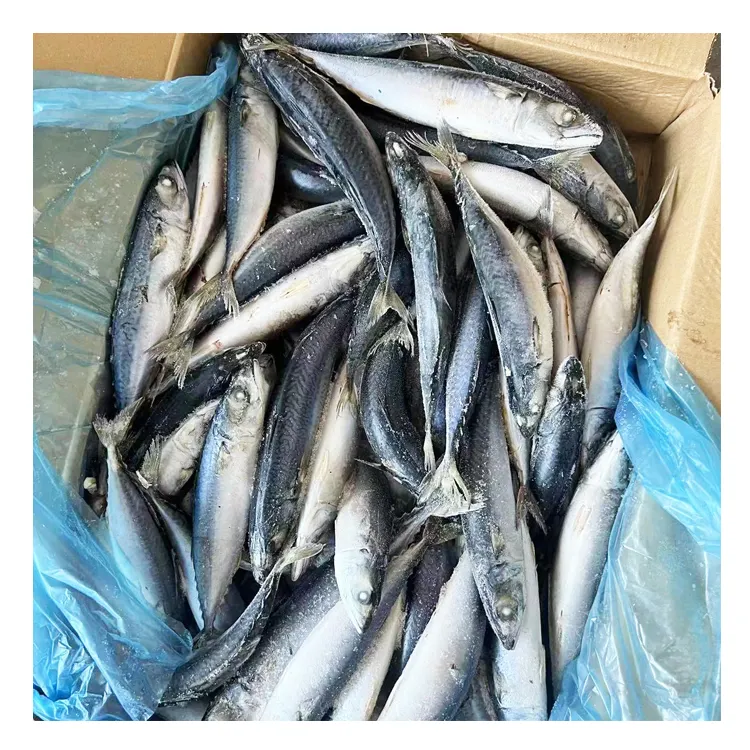 Schneller Versand günstiger Preis frische Meeresfrüchte gefrorene blaue Pazifische Makrelle