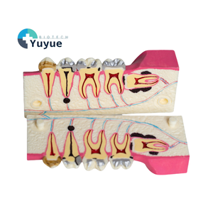 Wisdom Tooth Tissue Disassembly Model for Right Lower Posterior Teeth Oral Cavity Anatomy <strong>Explanation</strong> Medical Science Product - Product Image 1