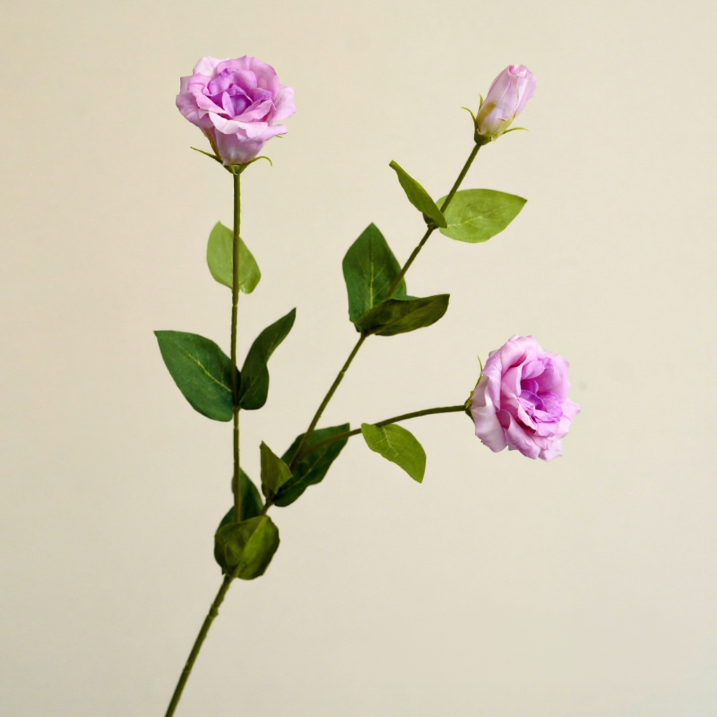 Viola